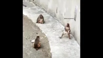 میمون با مزه