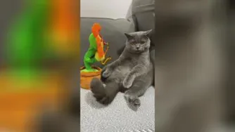 کلیپ زیبای گربه و عروسک😂😂😂