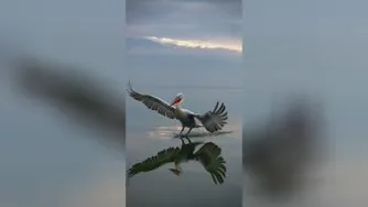 حرکت زیبایی مرغابی
