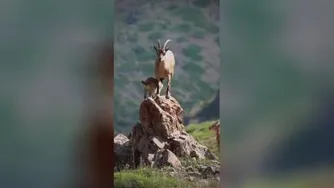 ارتفاعات البرز مرکزی، مازندران 📽