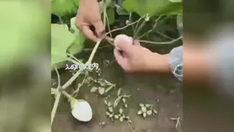 جلل الخالق 😳 مزرعه کاشت تخم مرغ 🥚😂