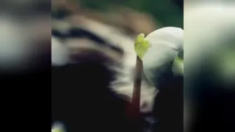 باور سبز