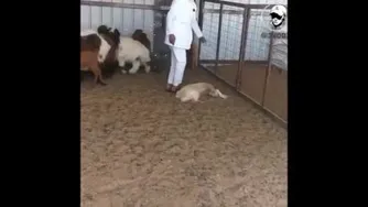 حرکت عجیب گوسفند