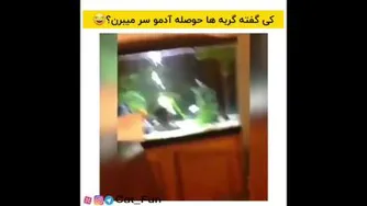 گربه خنده دار