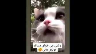 گربه خنده دار بامزه