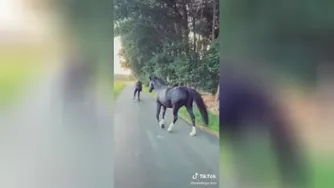 مسابقه اسکیت دختر بااسب سیاه باحاله😊😍😎