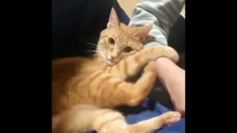 گربه