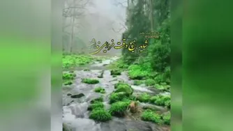 روزت نیکو