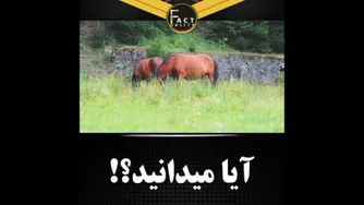 قطب گرمای ایران