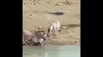 گورخر عصبی 😂