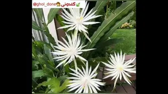 اسامی کاکتوسها