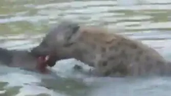 حمله ی خونین کفتار ها