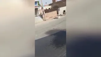 بسیار خطرناک..حمله گاو وحشی به مردم رهگذر.خیلی باید مواظب باشیم