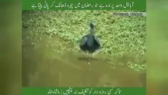 ابابیل تنها پرنده ایست که در ماه مبارک رمضان در حالت آب خوردن صورتش را می پوشاند