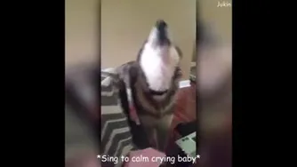 سگ باوفا