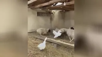 جواد