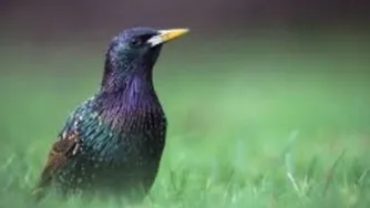پرنده زرزور