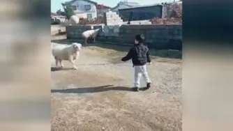 عجب گوسفندیه