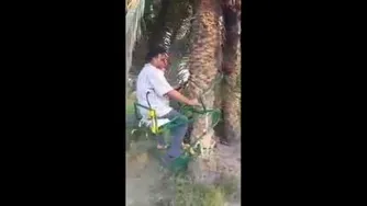 روش جدید و نوین چیدن خرما