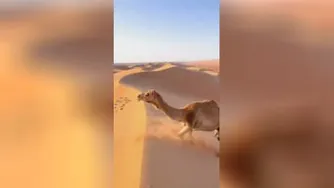 شتر ها از تپه های بلند اینجوری بالا میرن.