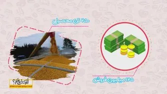 ایده کسب درآمد از کاشت ذرت علوفه ای