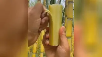 مزرعه ی نیشکر