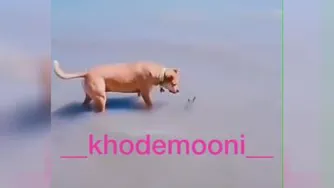 سگ ترسو