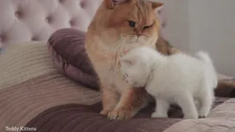 مامان گربه با بچه گربه