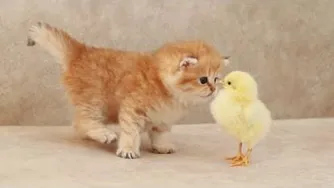 بازی بچه گربه با جوجه