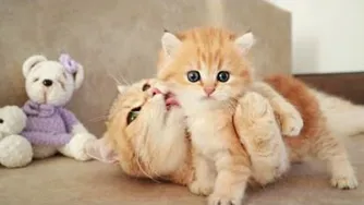 بازی گربه با بچه هاش