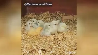 طنز خنده
