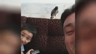 مرغ مینا