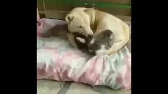 محبت