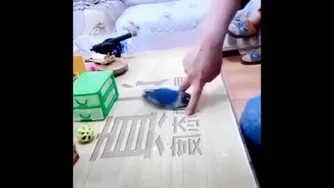 بلبل دست آموز