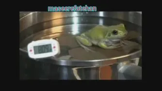 کلیپ غورباقه ی آرامپز 😦😐😢