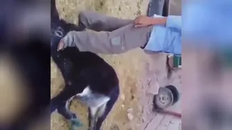 ژنزوسرگرمی