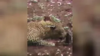 رحم حیوان به حیوان