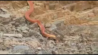 مار قرمز سنگ خور😳😳