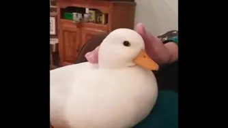 وای چه اردک نازی😍