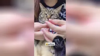 گربه ناز