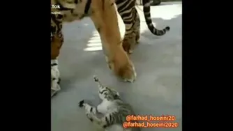 شکار بدشانس (کلیپ صداگذاری طنز)