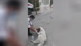 (ویدئو) پناه بردن سگ مصدوم به اورژانس