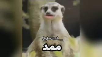 رو مخ
