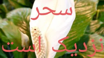 دنیای موزیک