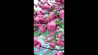 بخند تا دنیا ب روت بخنده