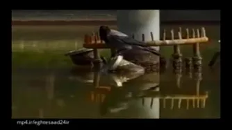 کلاغ باهوش ایرانی در حال شکار ماهی!