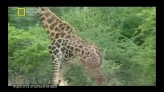 شکار گروهی توسط شیرهای گرسنه