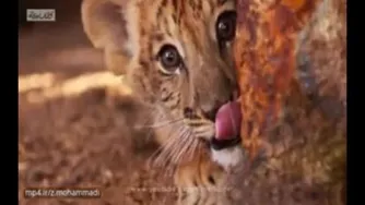 همه چیز درباره لایگر و شیببر