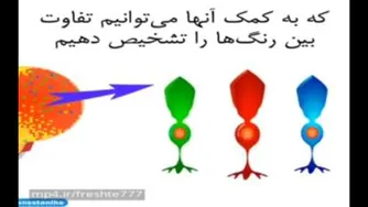 چگونه زنان بهتر از مردان رنگ‌ها را تشخیص می‌دهند
