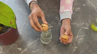 کاشت هسته آووکادو